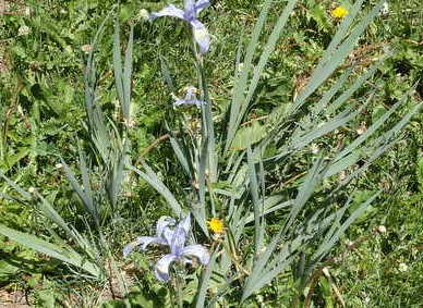 GDMBR: One of the last Lilies in bloom.